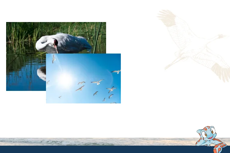 Whooping Crane Festival